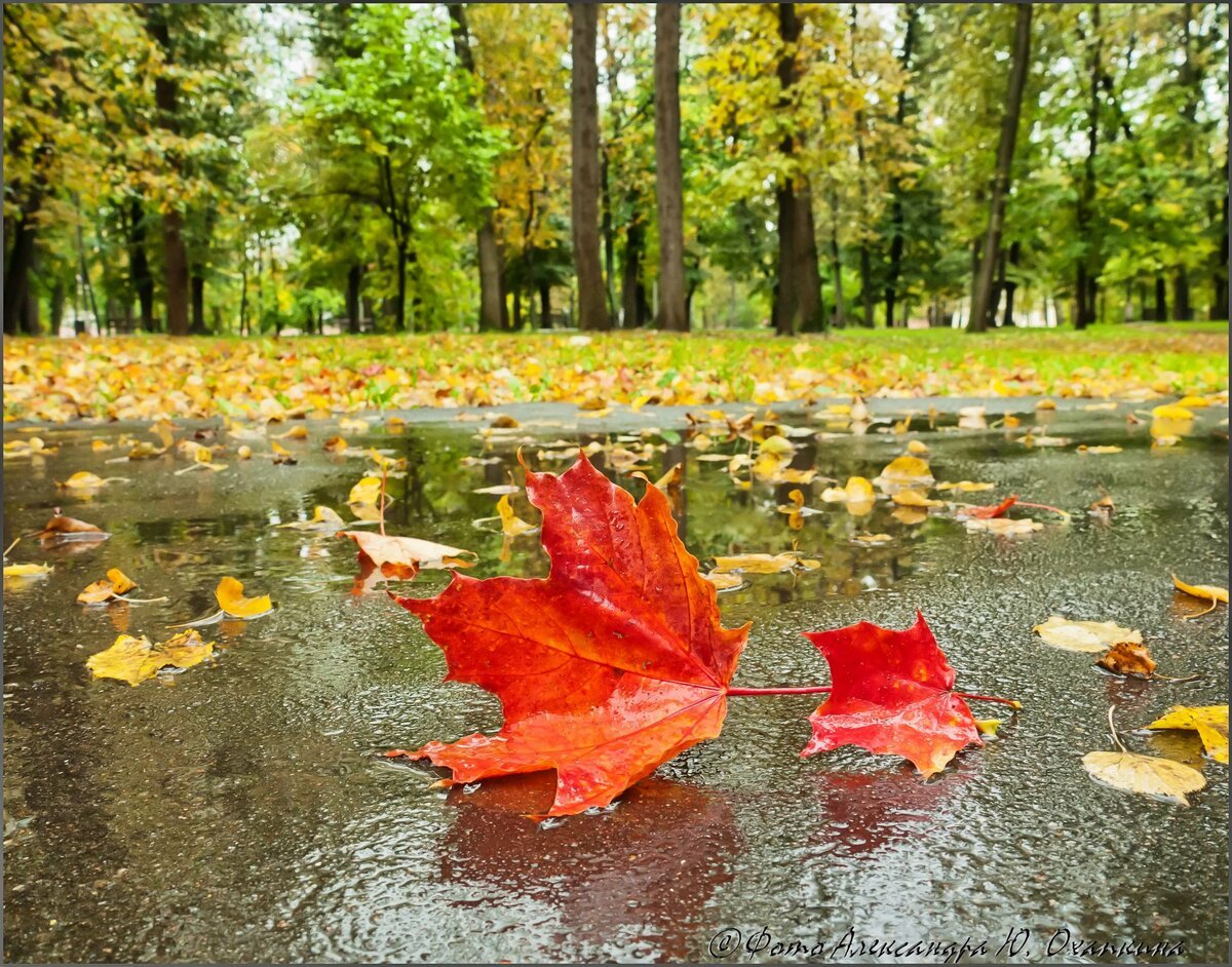 Октябрь природа дождь