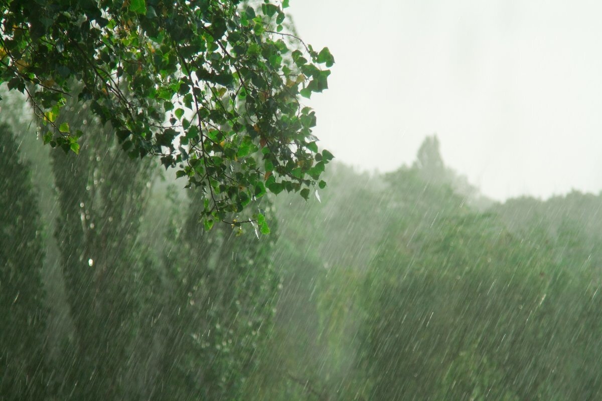 Сильный дождь в лесу