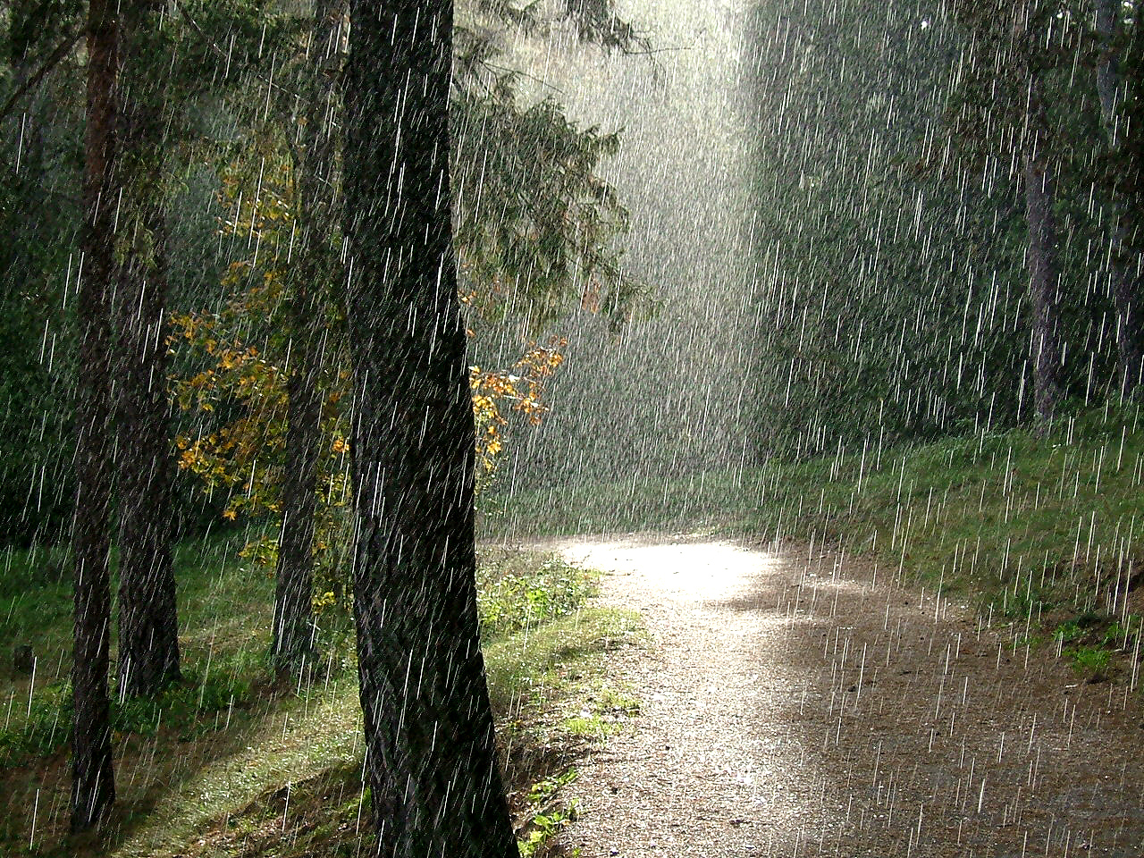 Дождик в лесу