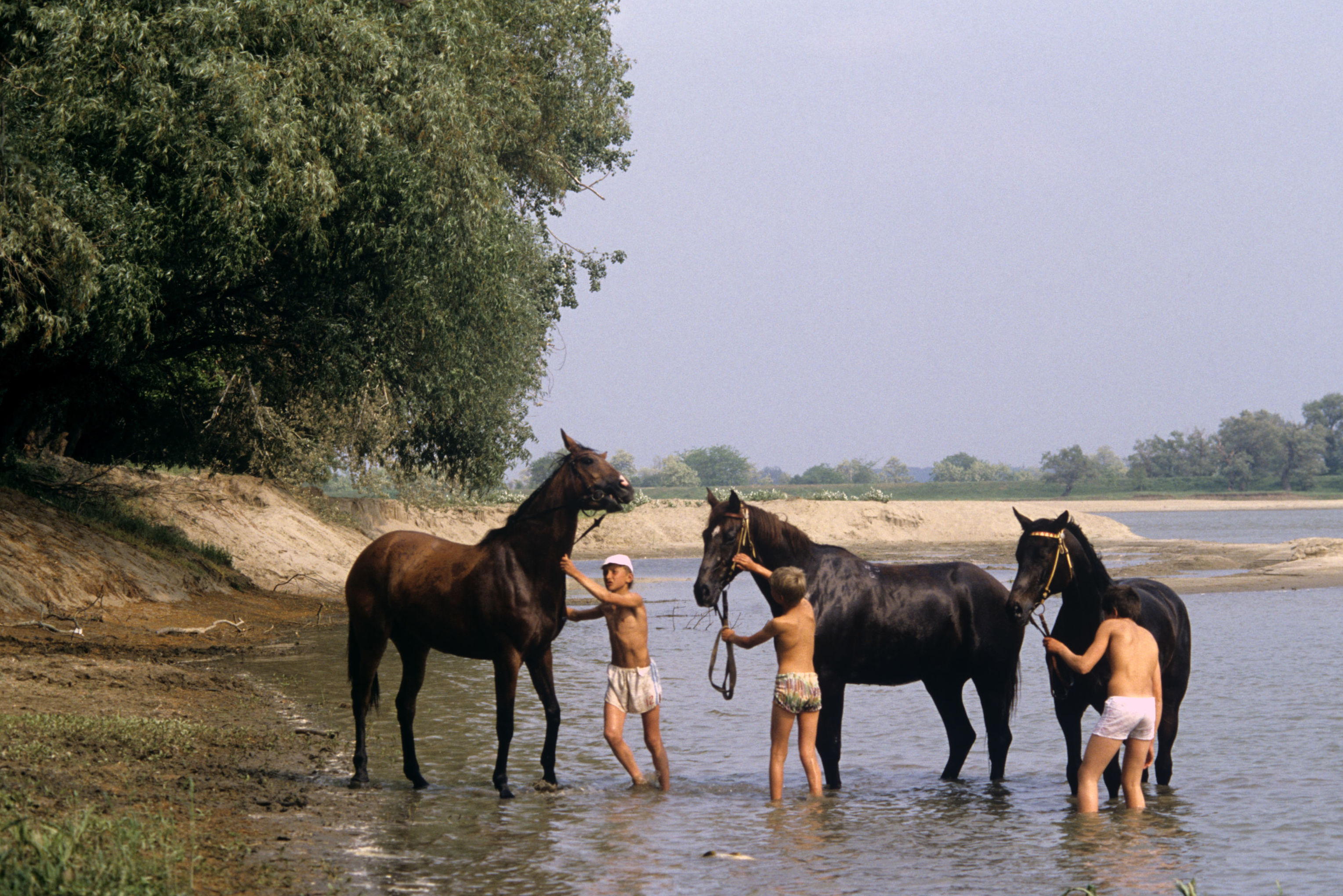 Купание лошадей в реке