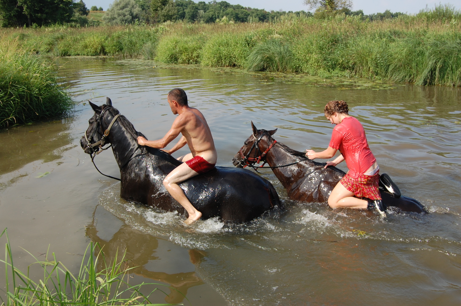 Лошади купаются в реке