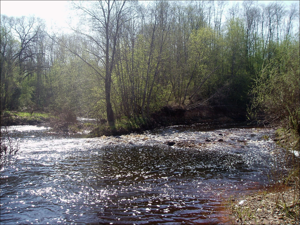 Река Ульбинка Устье