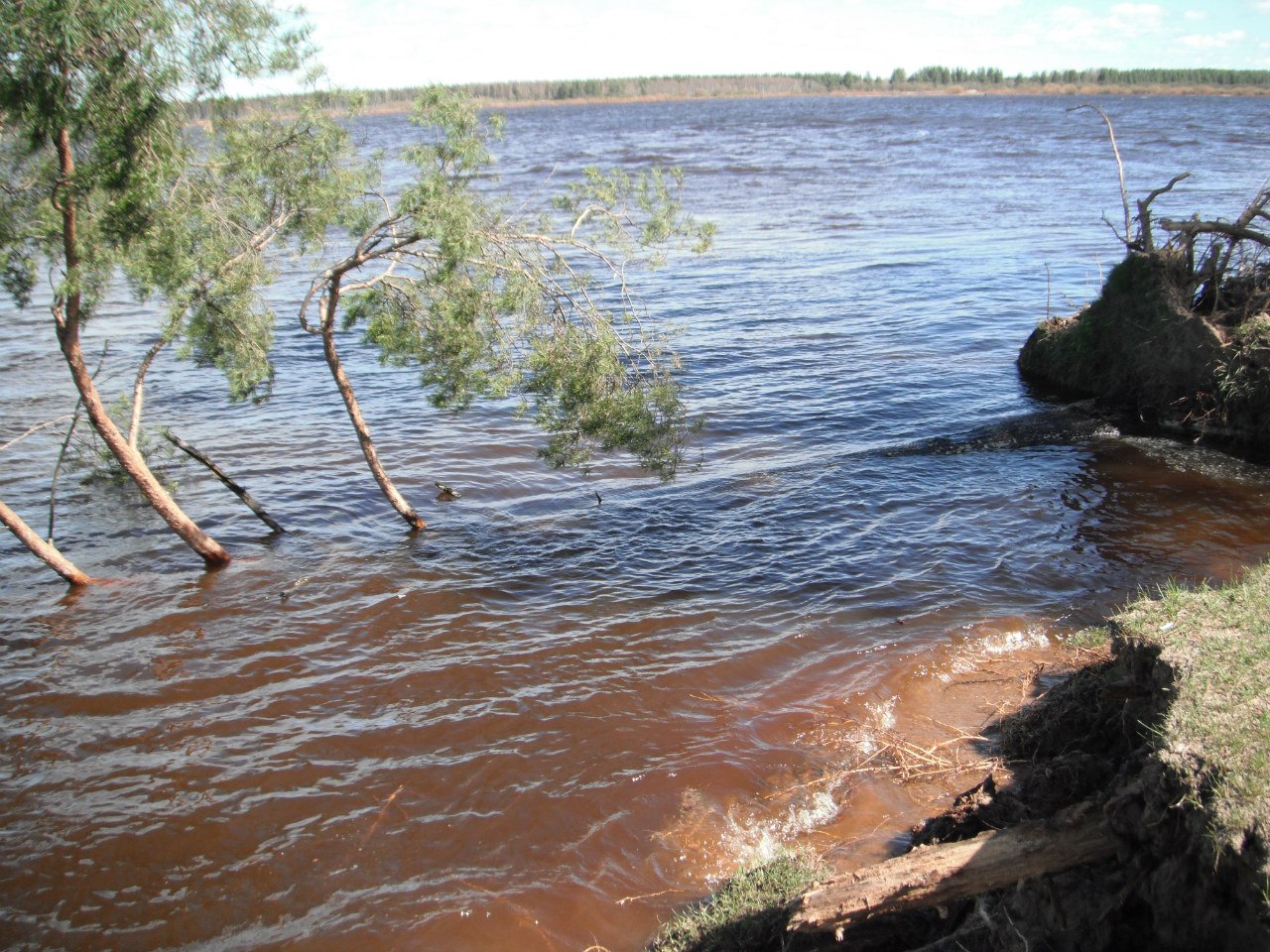 Река Сысола в Республике Коми растения и животные