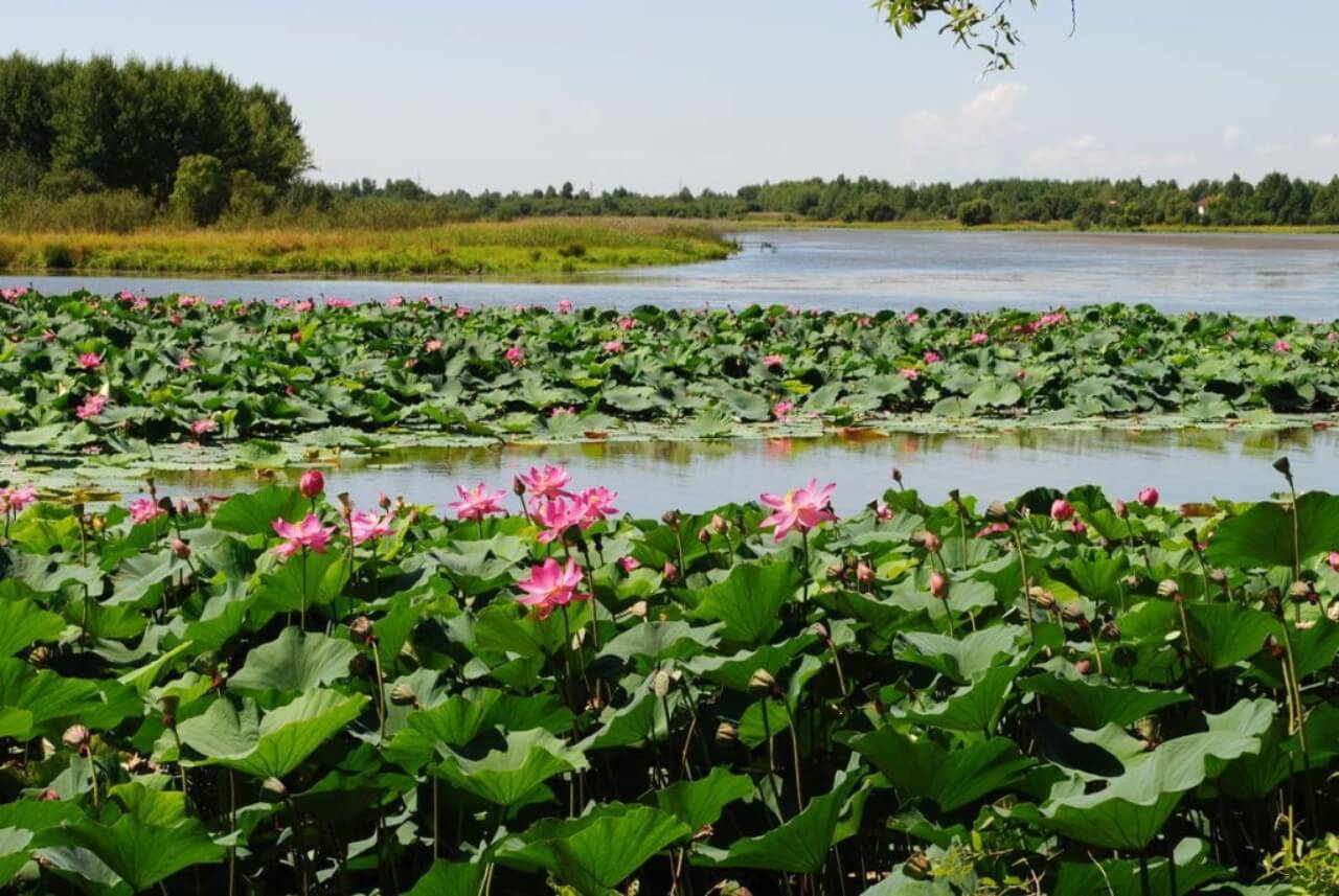 Озеро лотосов Вяземский район