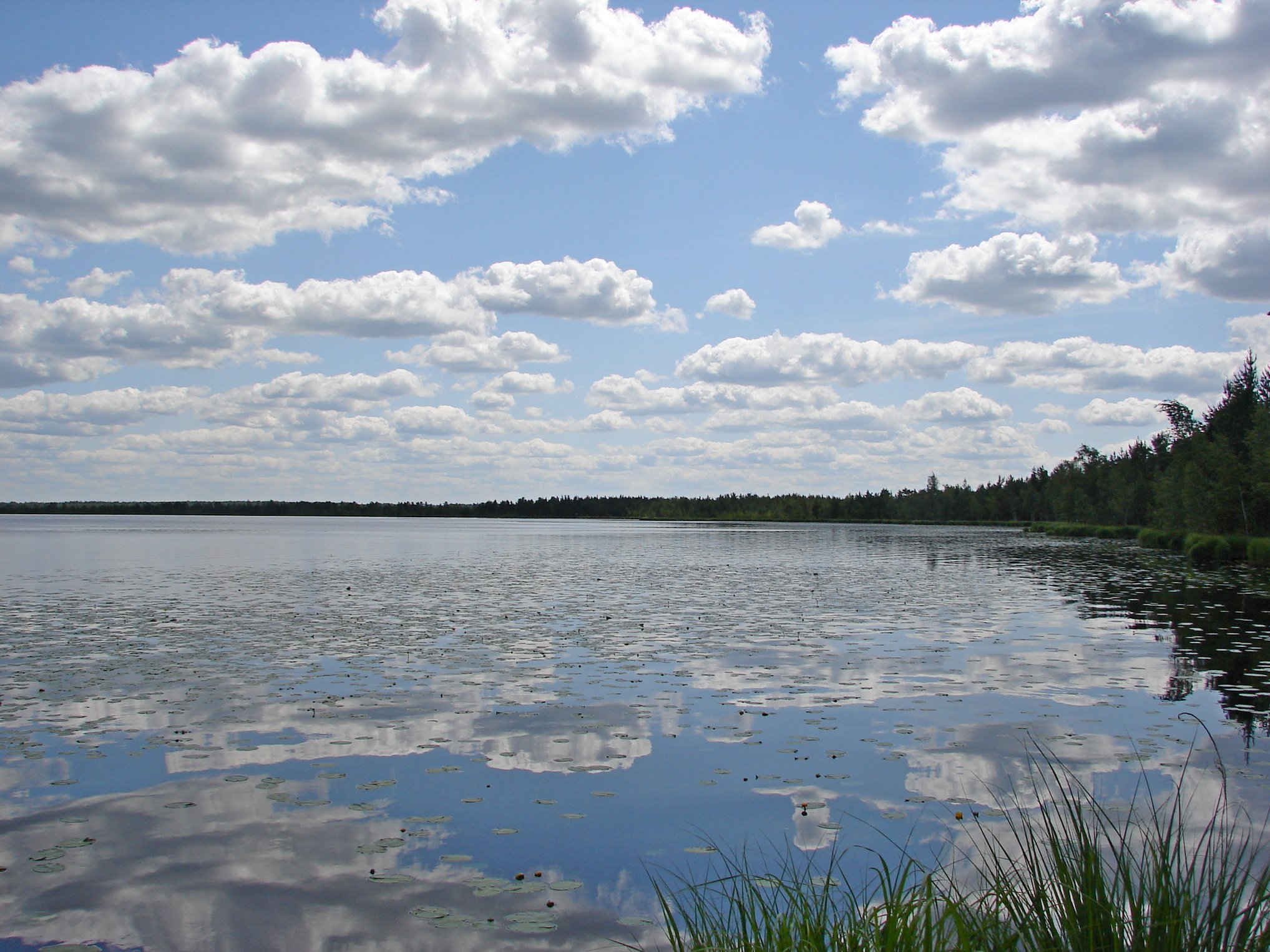 Отдых на болотах Беларуси