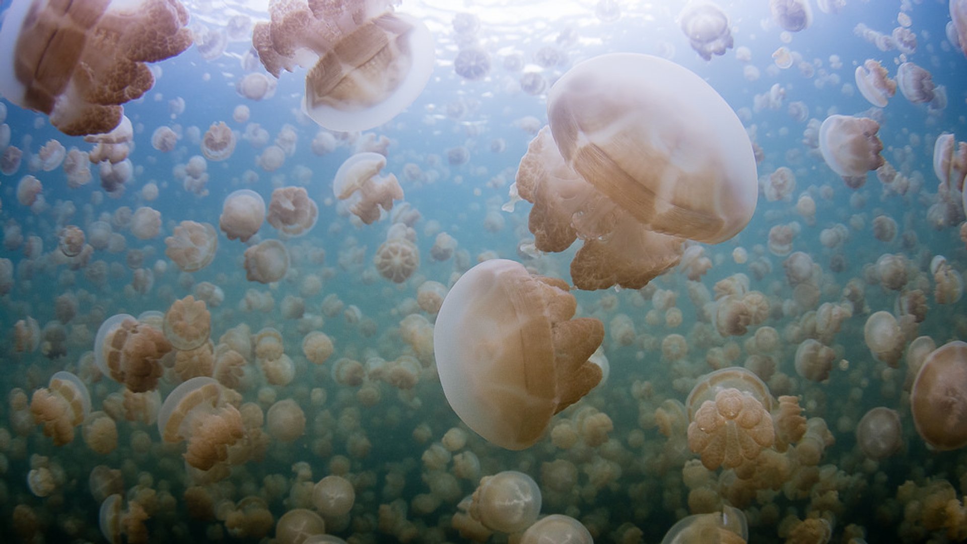 Японские медузы