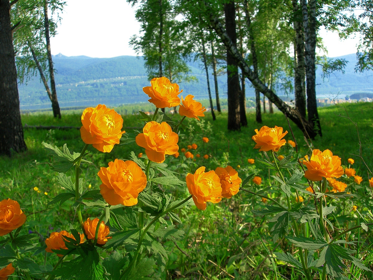 Цветы Сибири Жарки