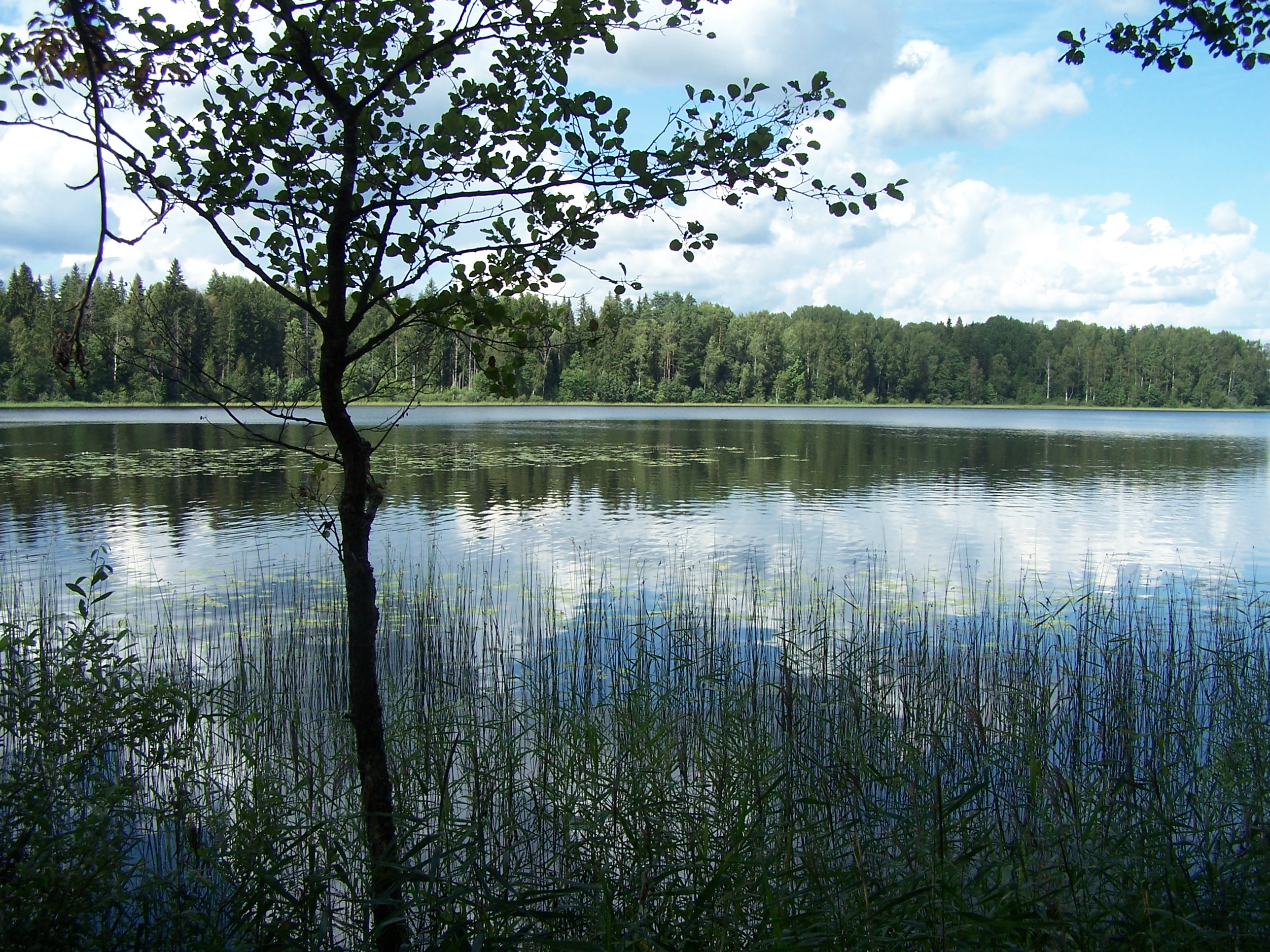 Озеро Шейна в Тверской области