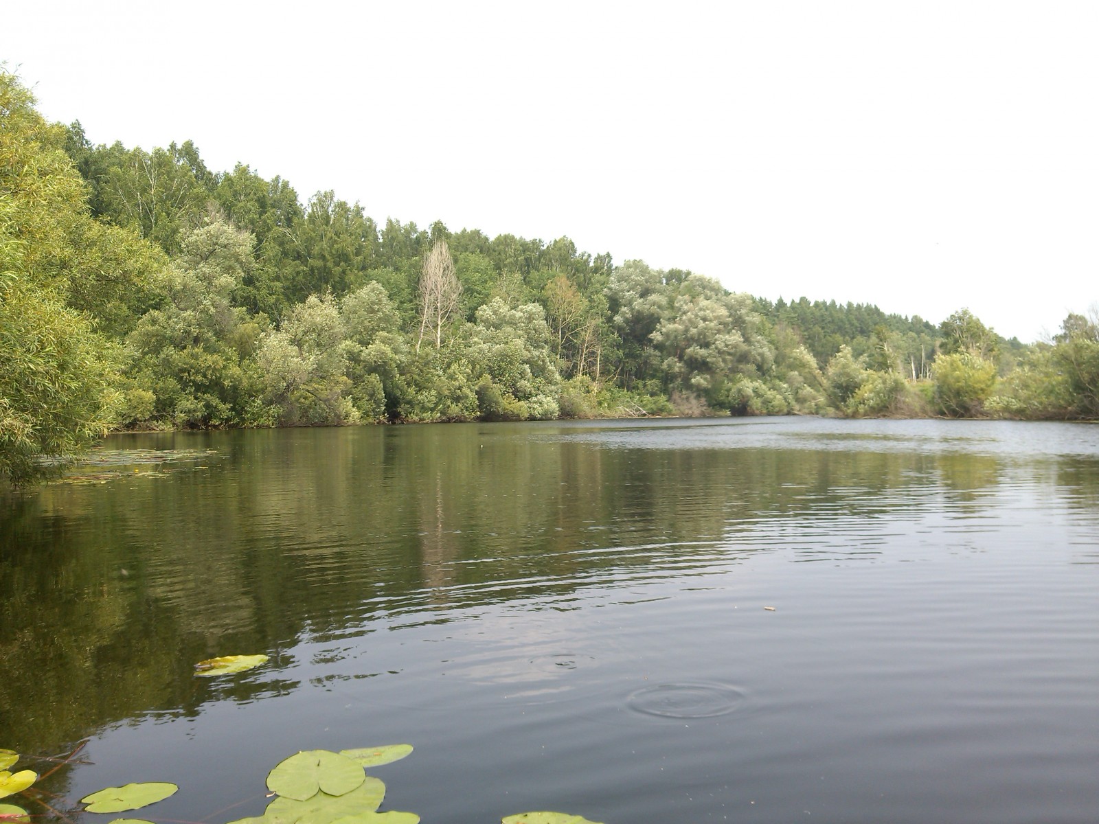 Озеро Линево Кострома