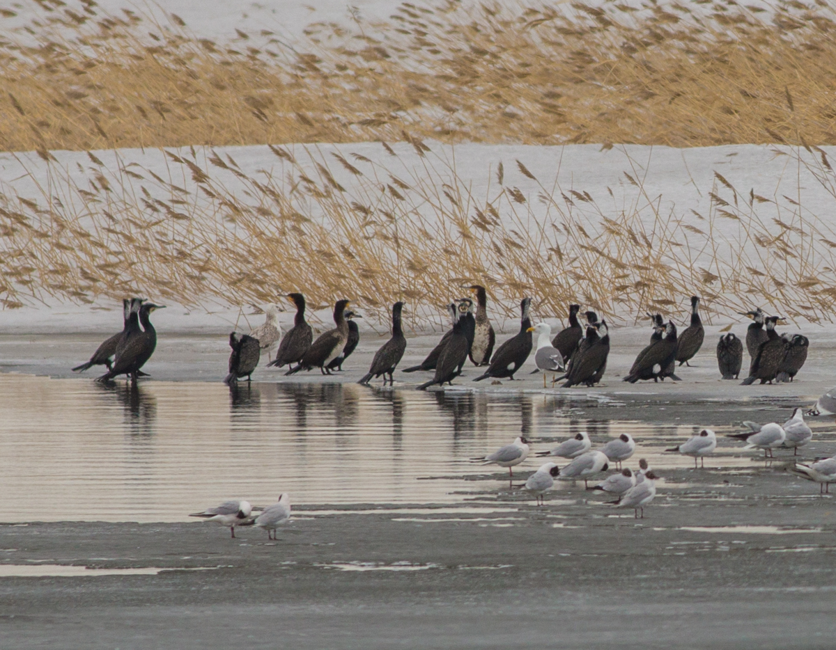Птицы Ханского озера