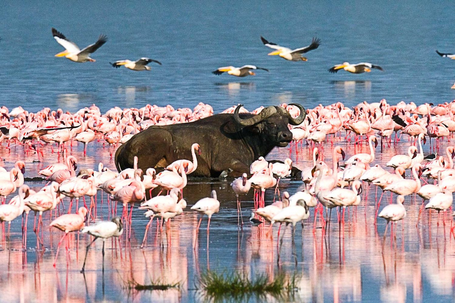 Национальный парк озеро Накуру Найроби
