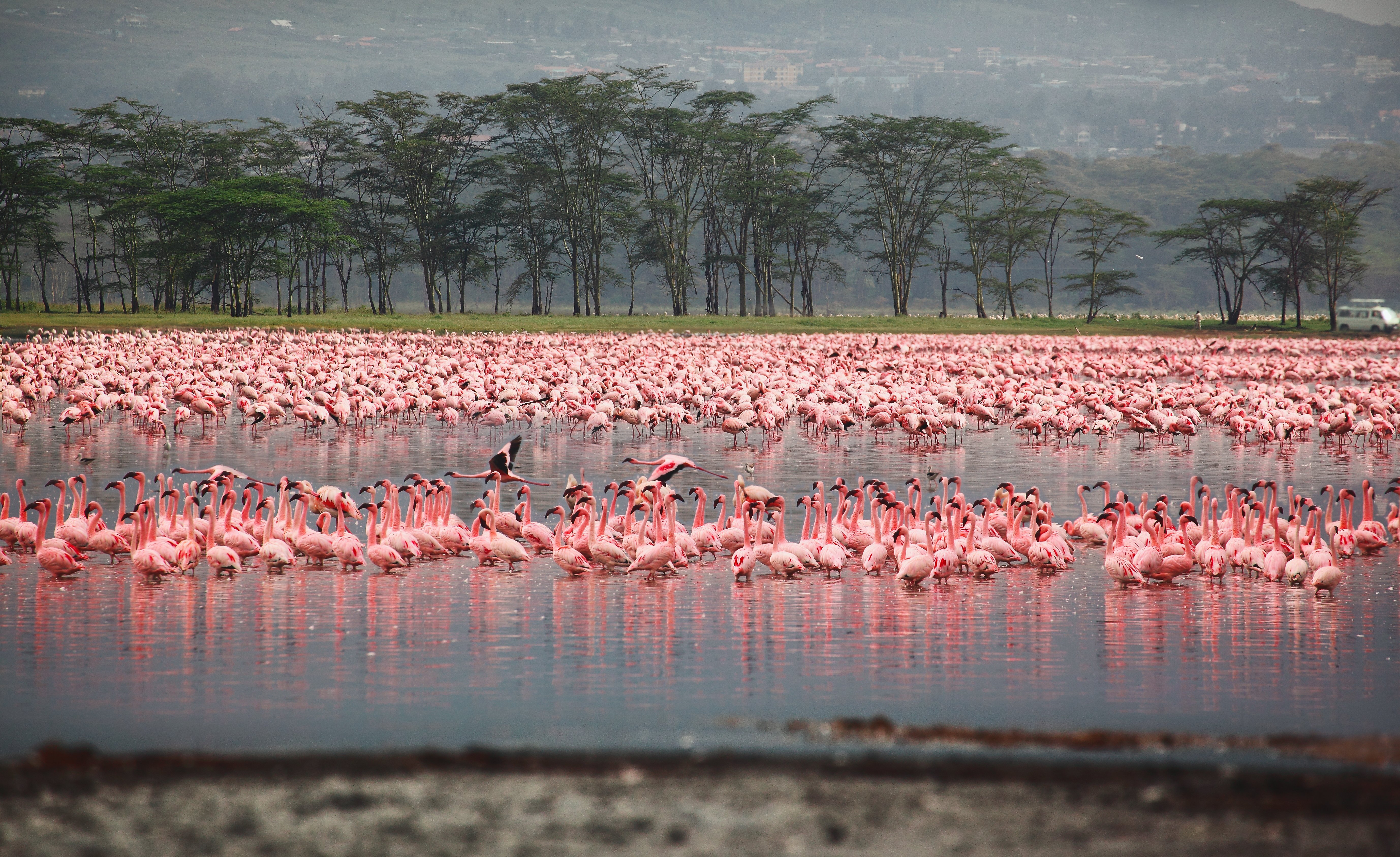 Озеро Накуру Кения