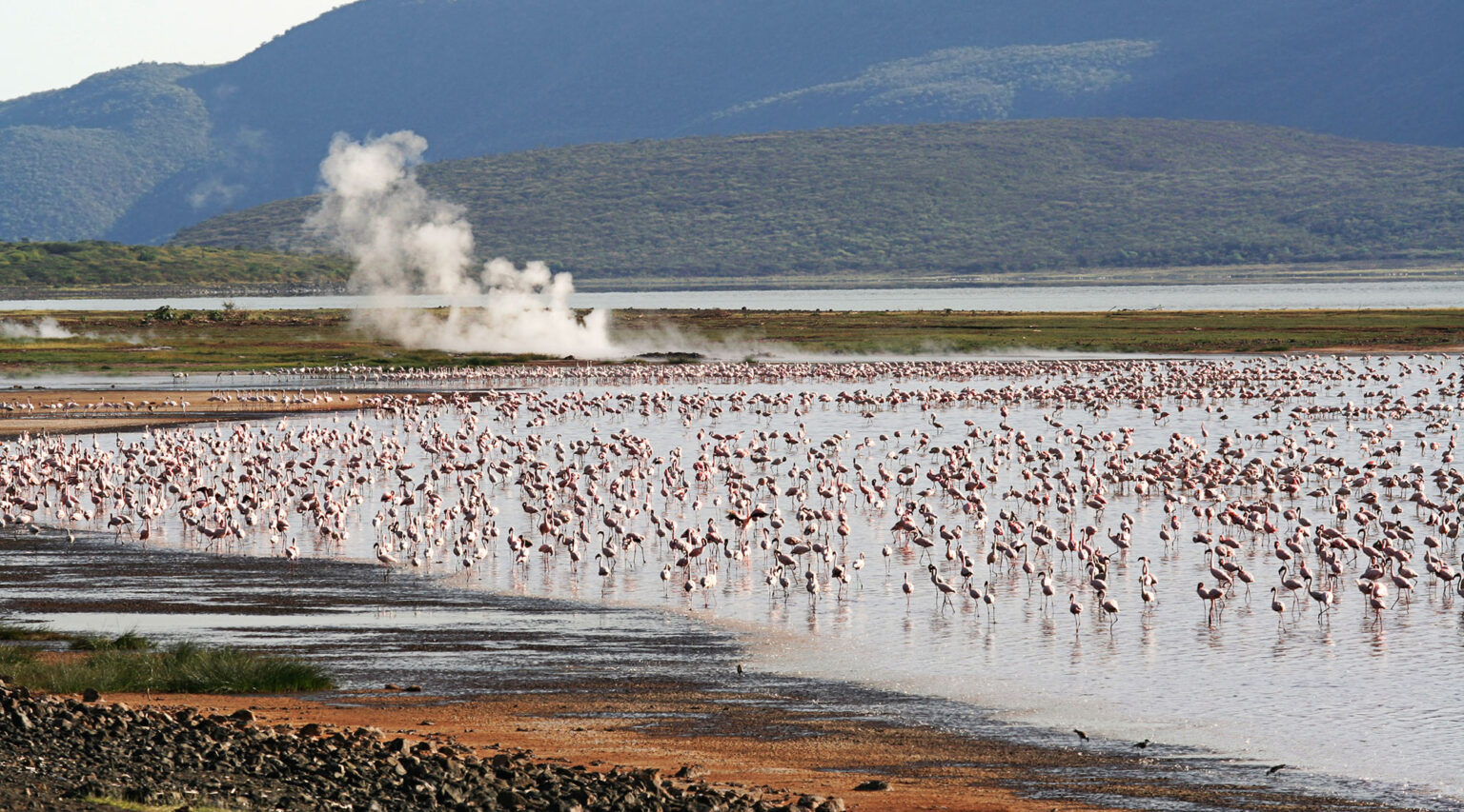 Озеро Богория в Кении гиены