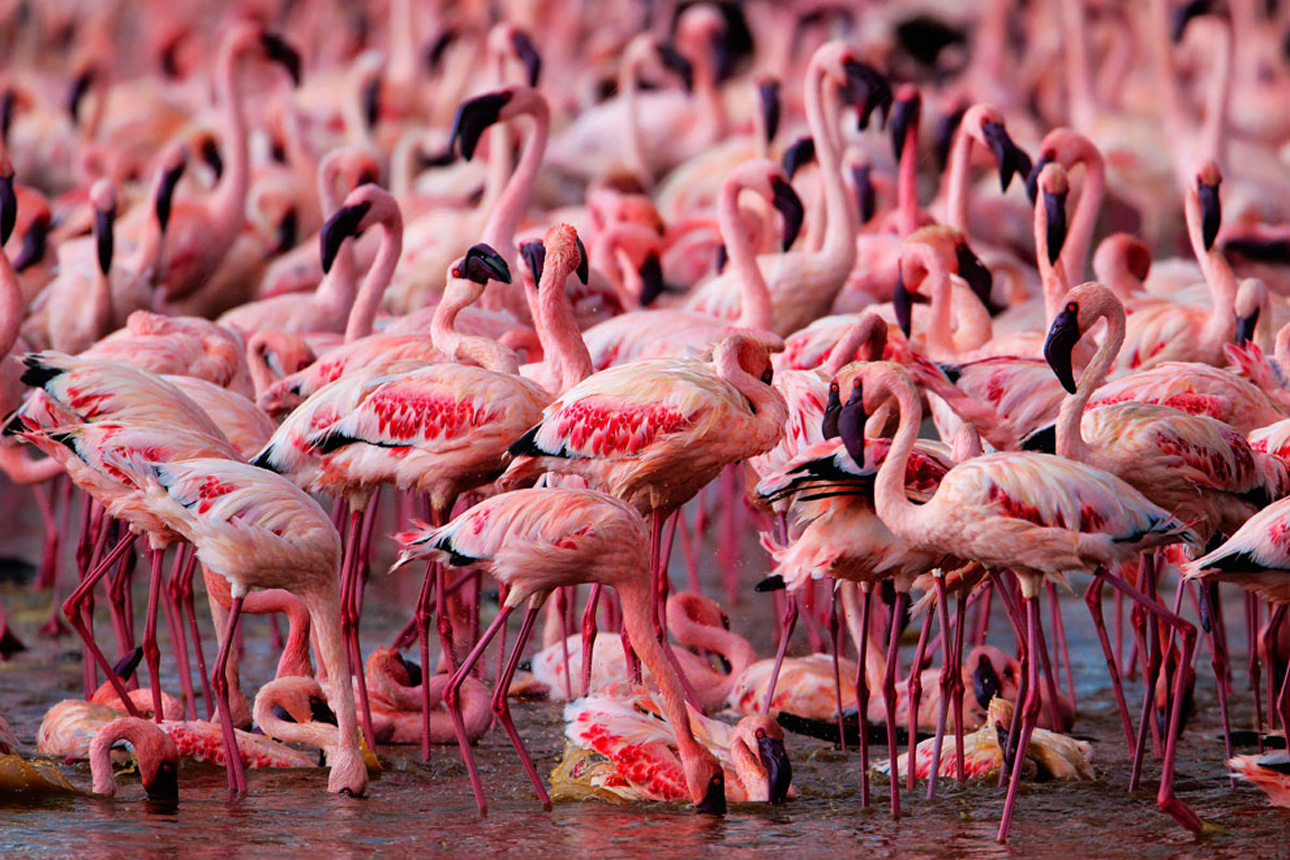 Миллион Фламинго озеро Накуру