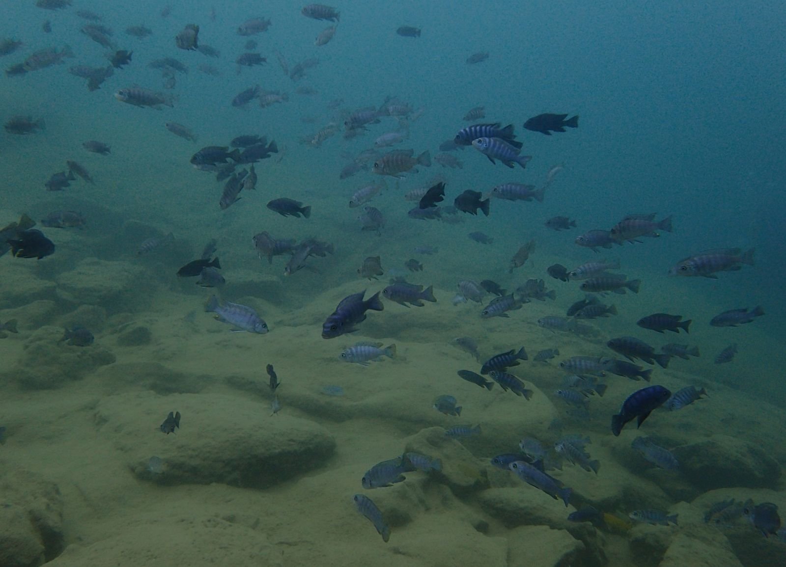 Рыбы озера Танганьика