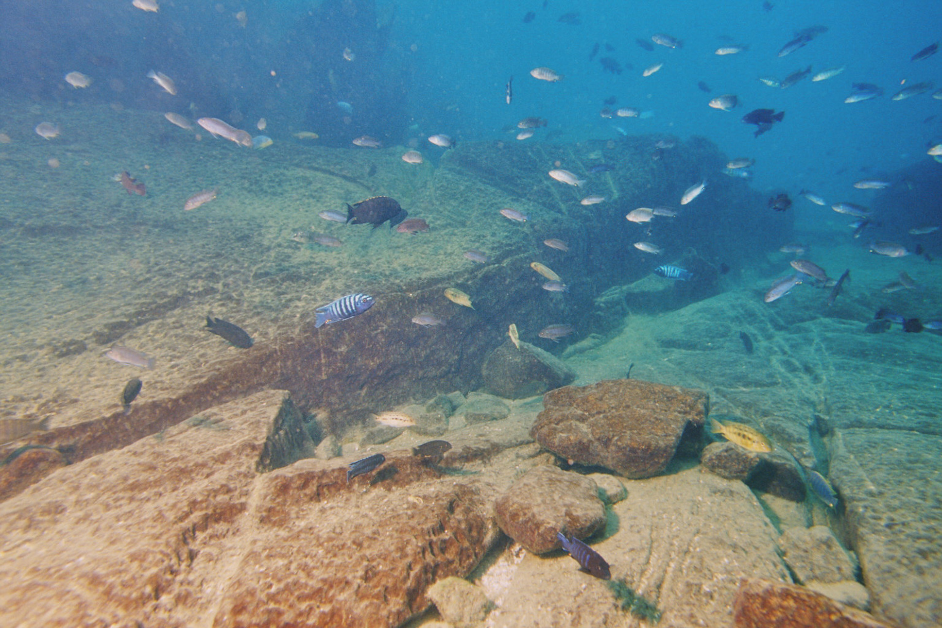 Подводный мир озера Танганьика