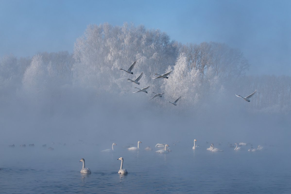 Лебедь озеро туман