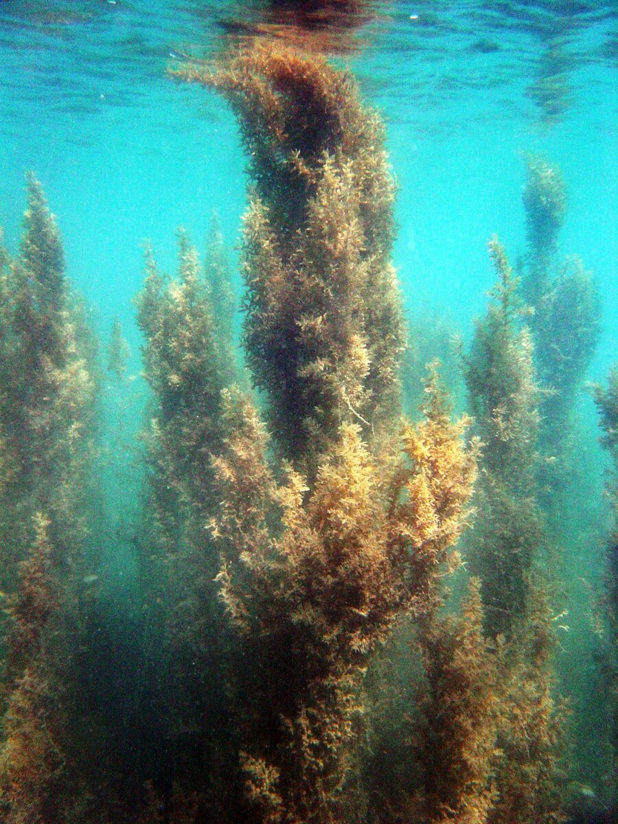 саргассово море под водой