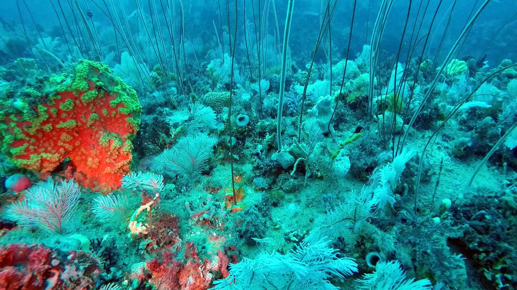 Морской Барьерный риф в Австралии