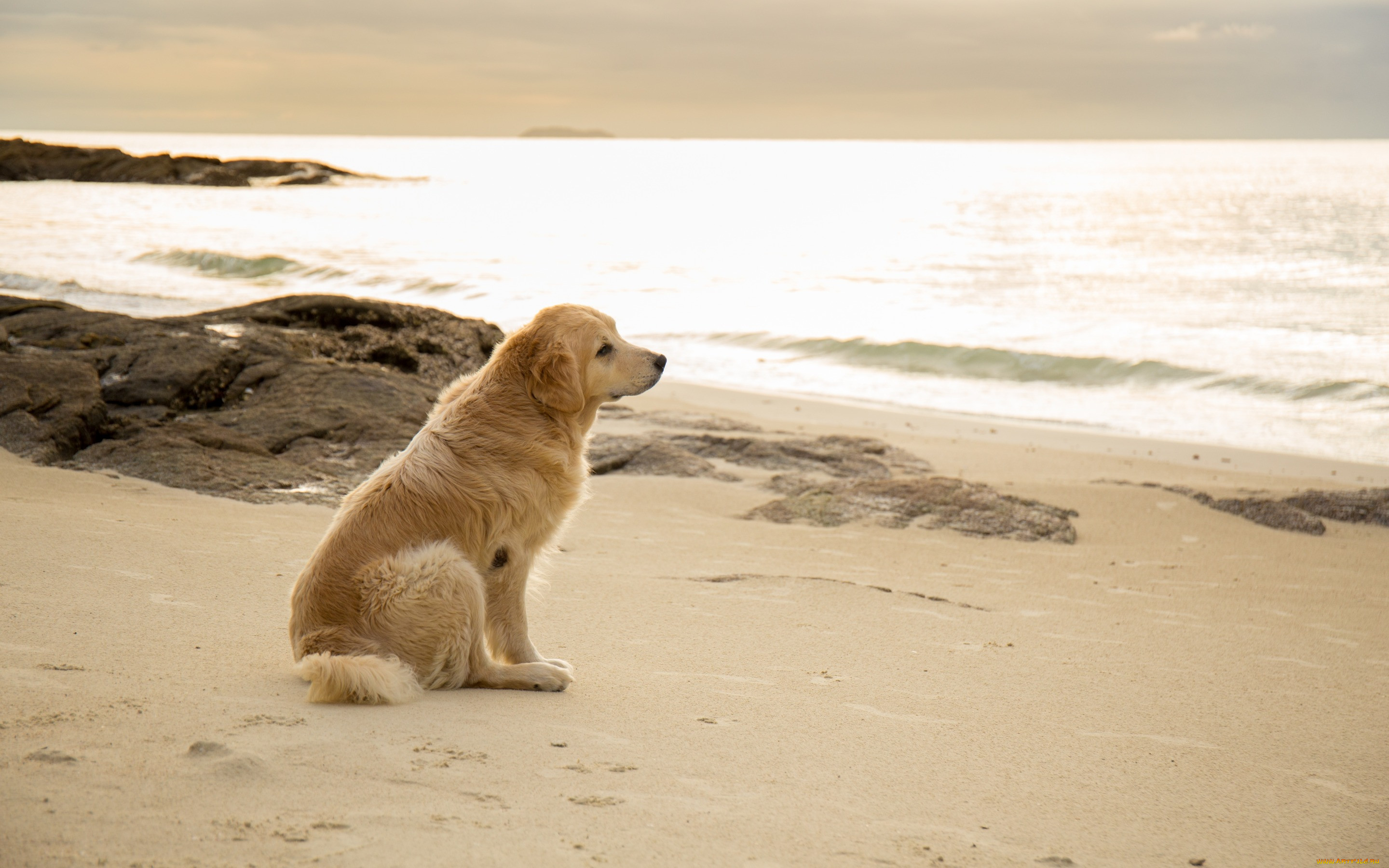 Golden retreiver white mature