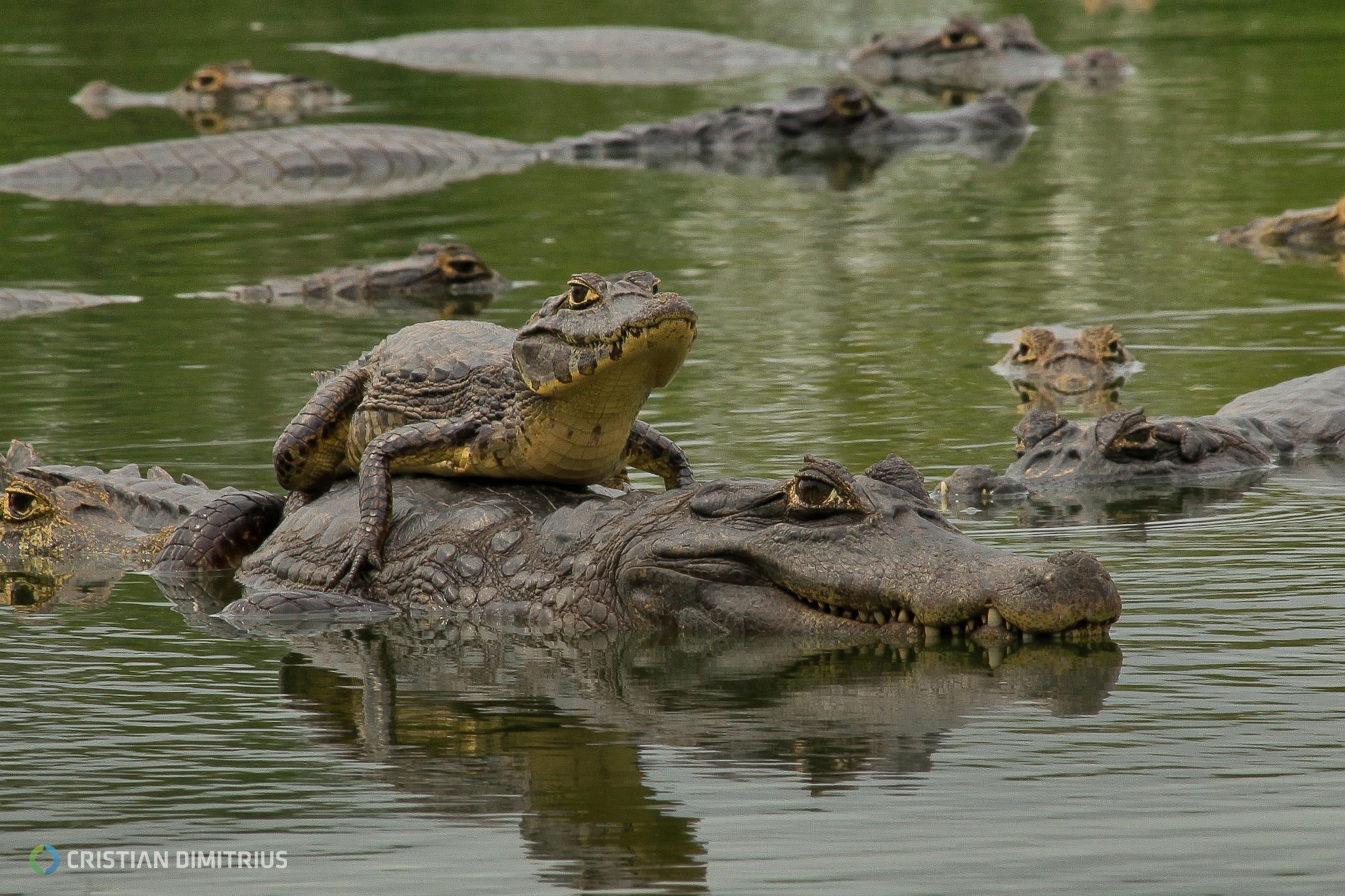 Пантанал крокодилы Бразилия