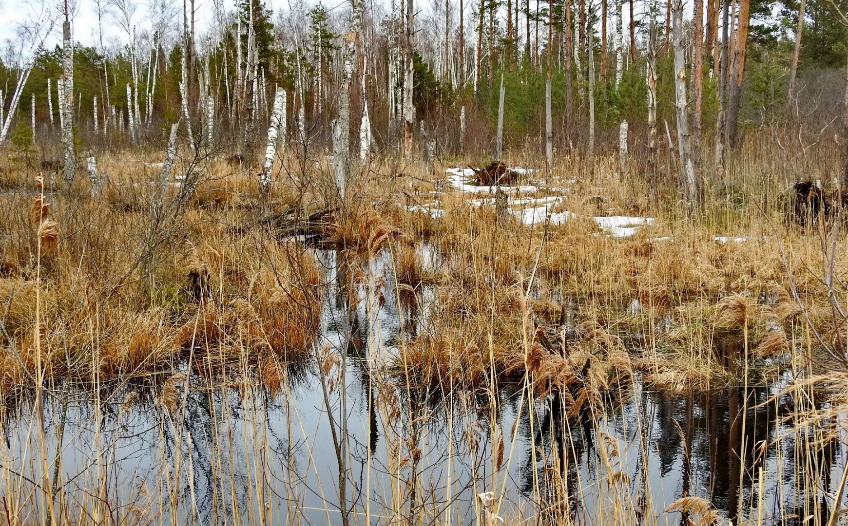 Непроходимые заросли раздетой суки 15 фото эротики