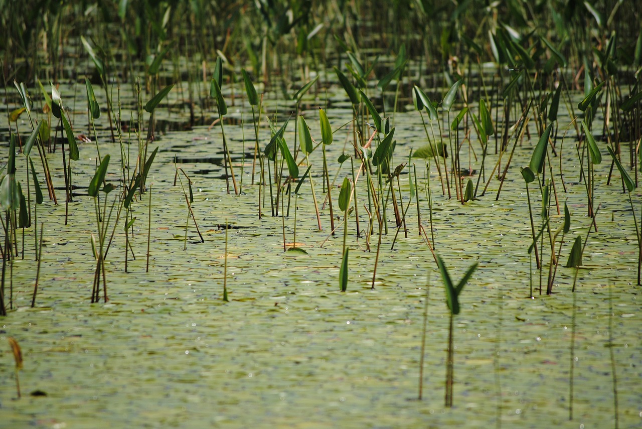 Растительный мир болота