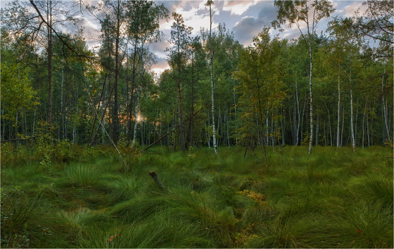 Природа болота Белоруссии