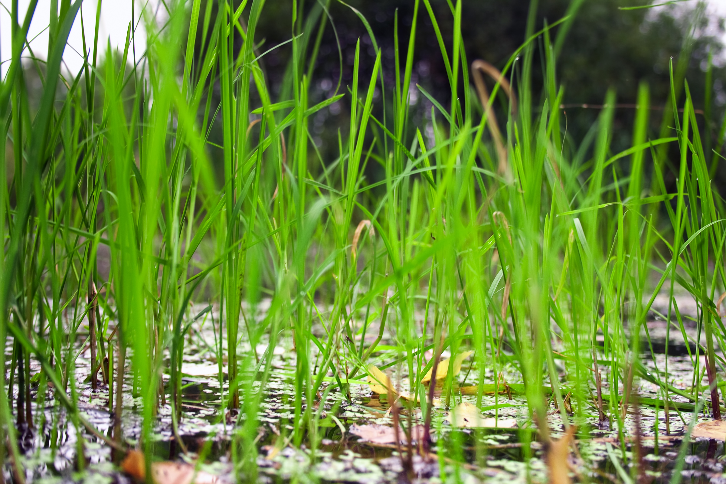 Травянистое болото