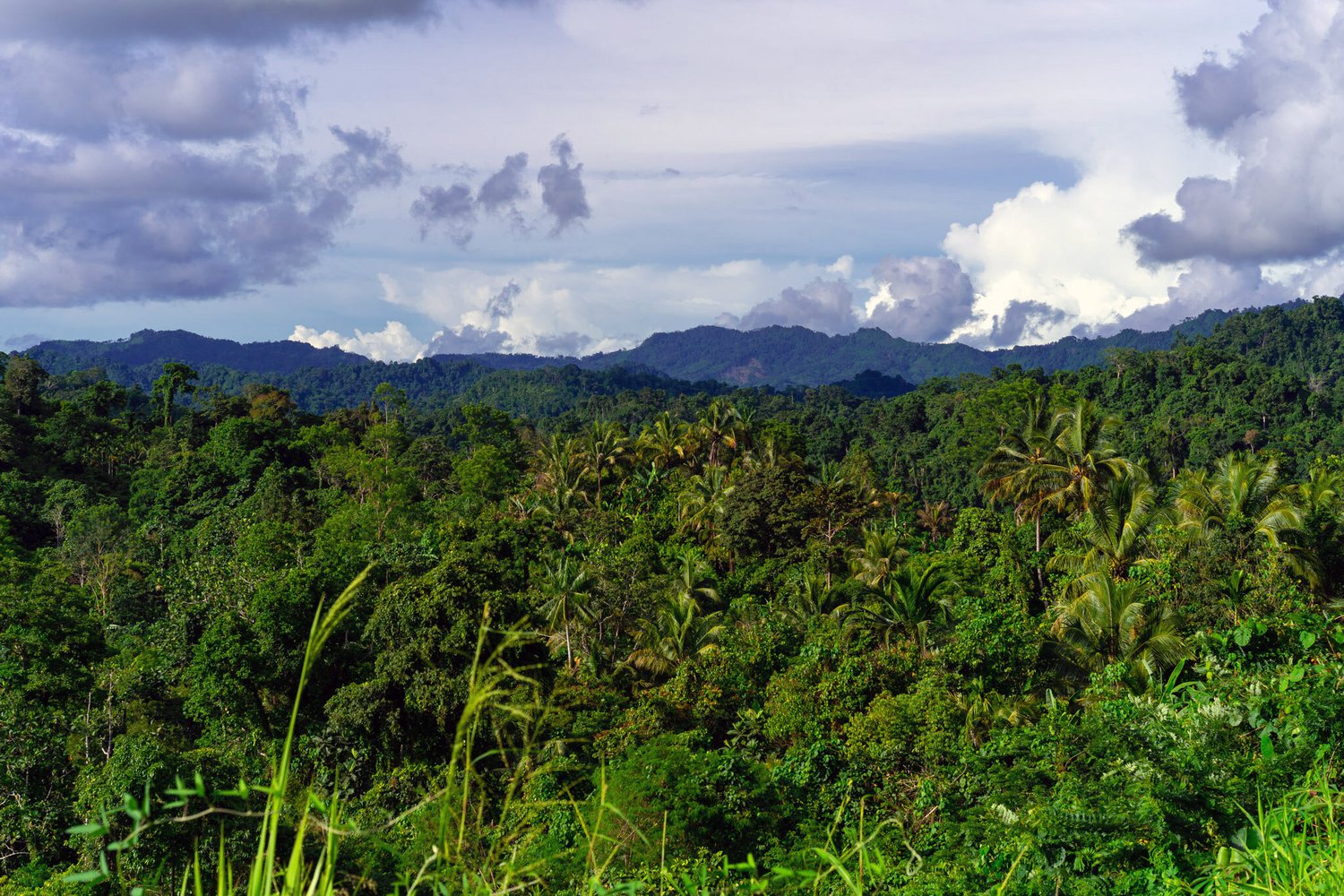 остров папуа священный лес