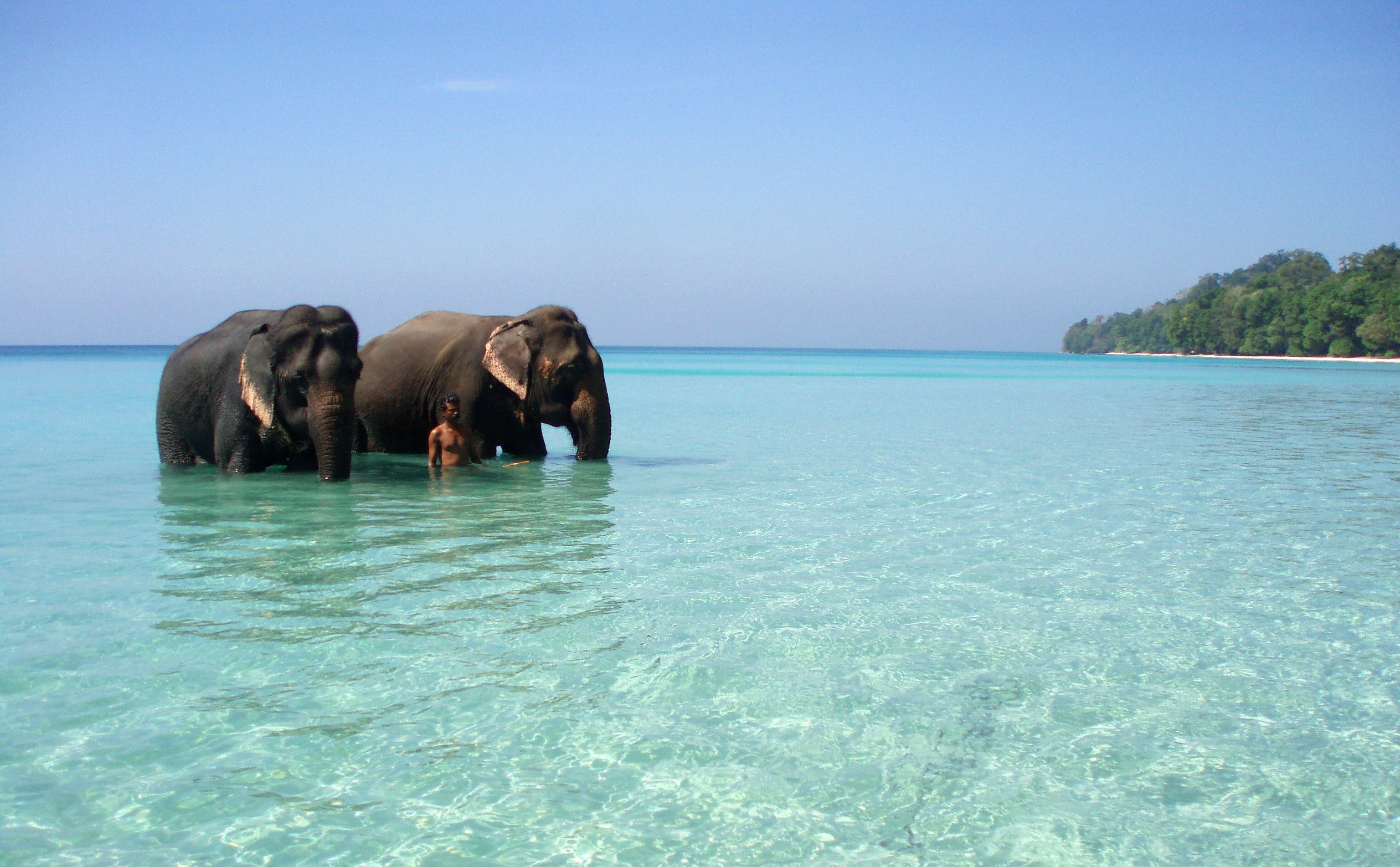 Андаманские острова слон
