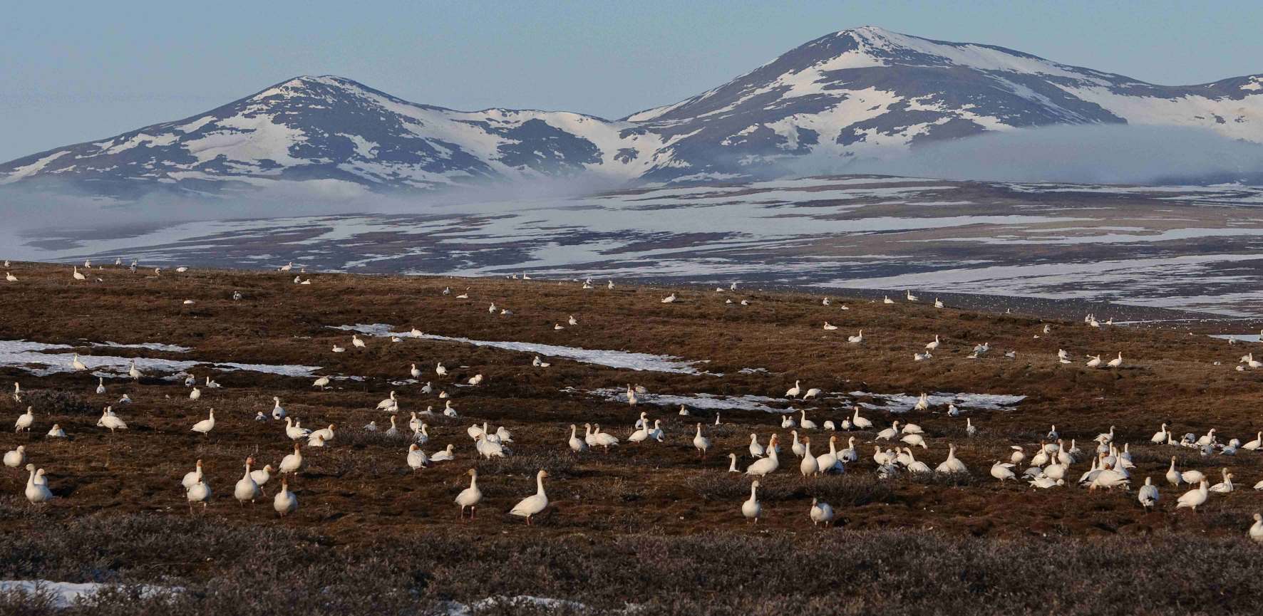 Колония белых гусей на острове Врангеля