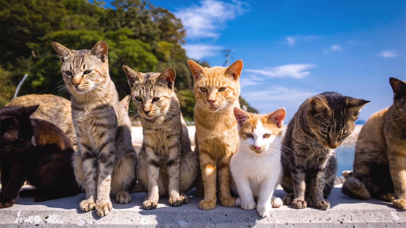 Мальта остров кошек