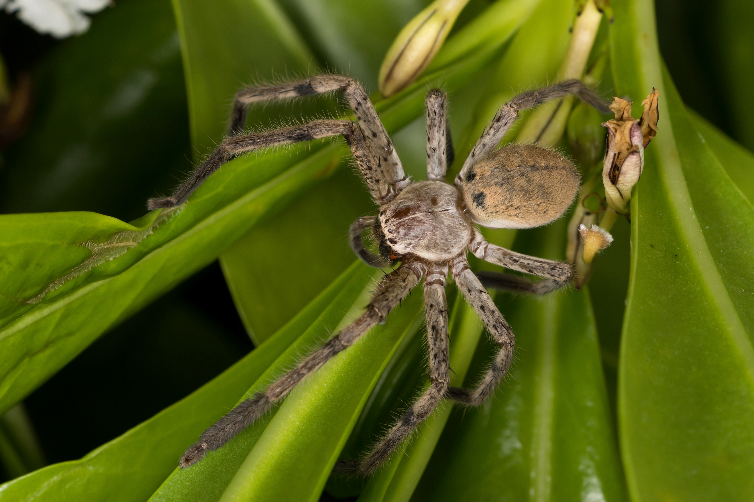 Sparassidae паук
