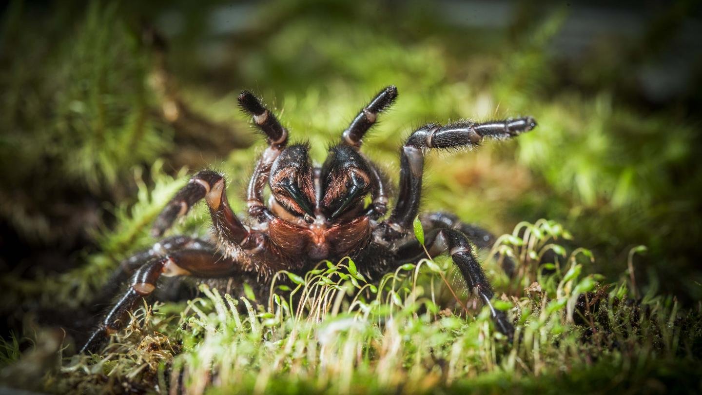 Ядовитые пауки Австралии