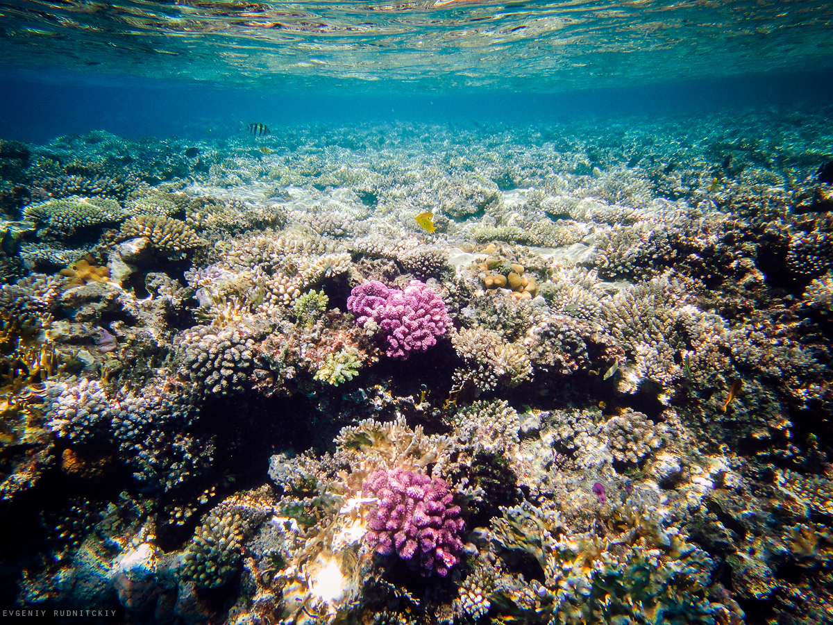 коралловый риф красное море