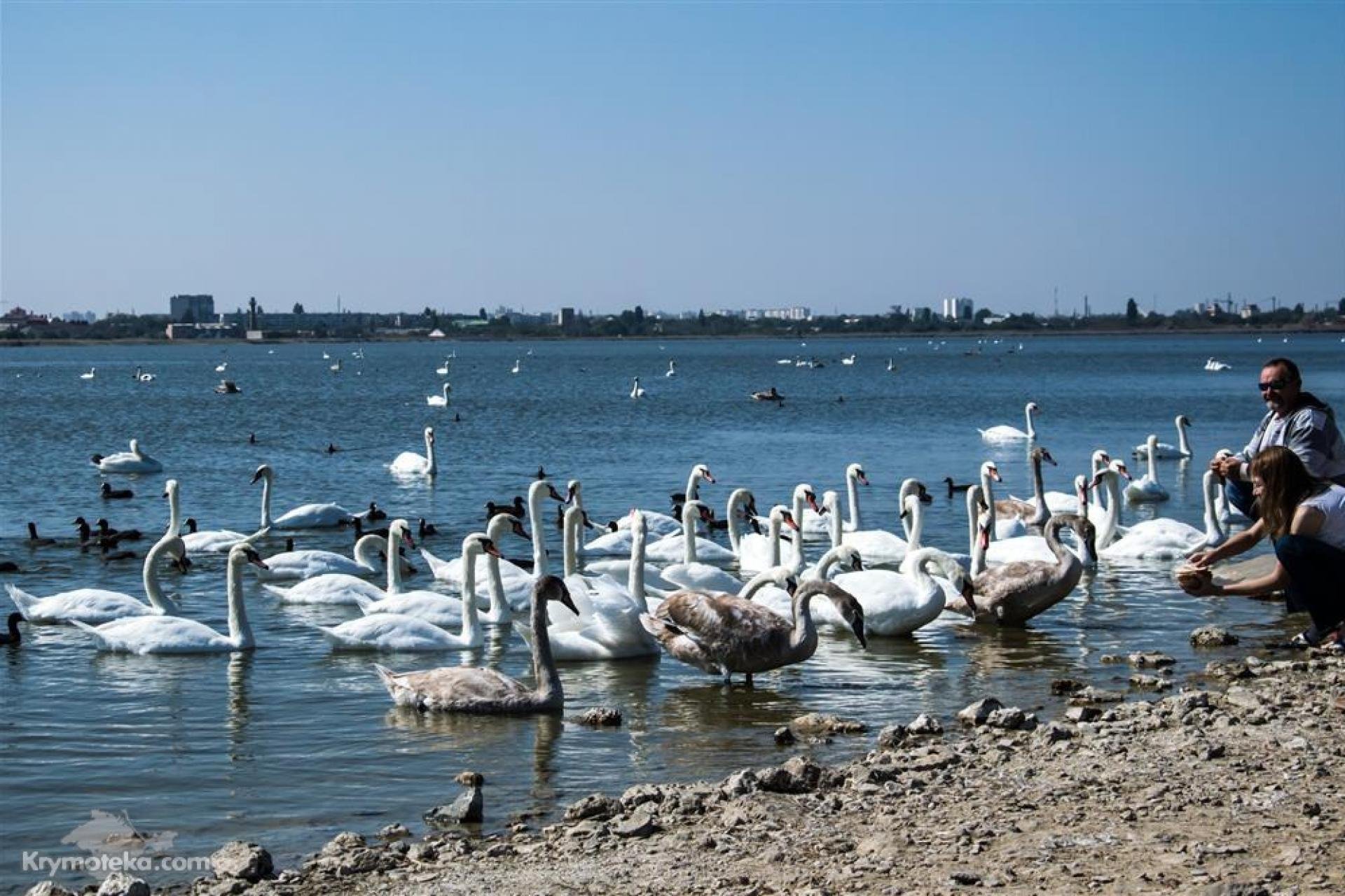 Лебединое озеро Крым Евпатория
