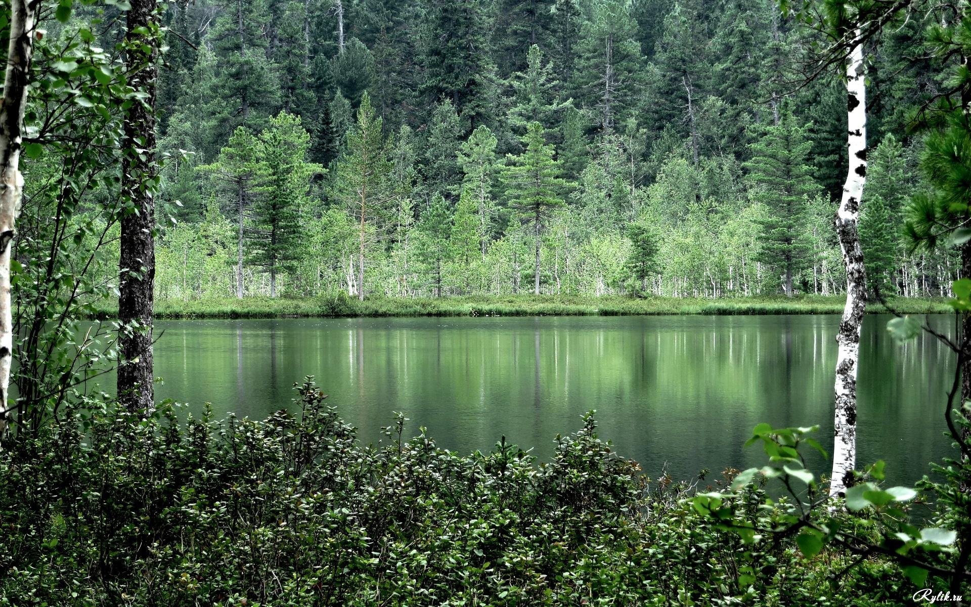 Красивое озеро в лесу