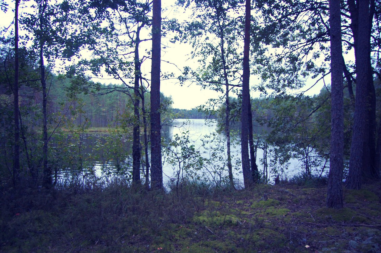 Озеро лебевое Лужский район