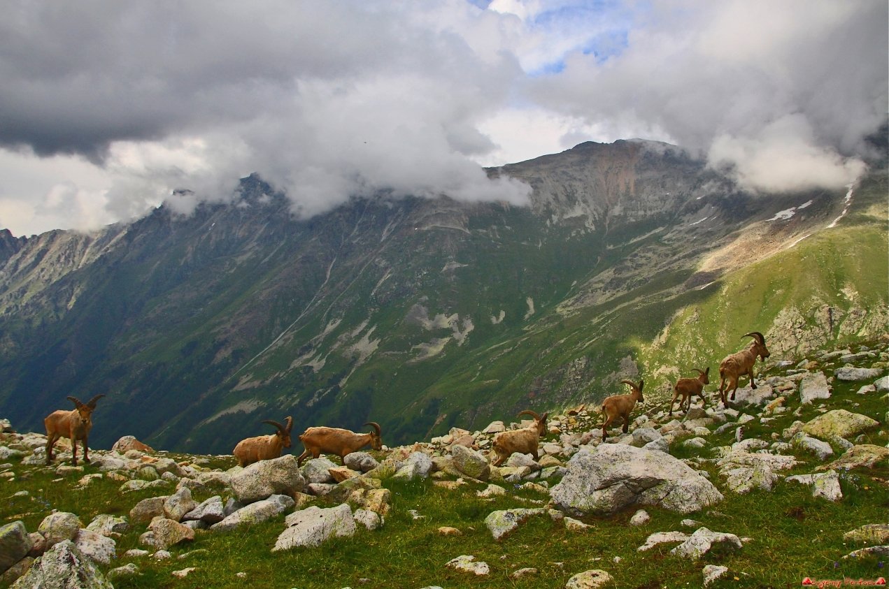 Заповедник биосферный Кавказа Северная Осетия