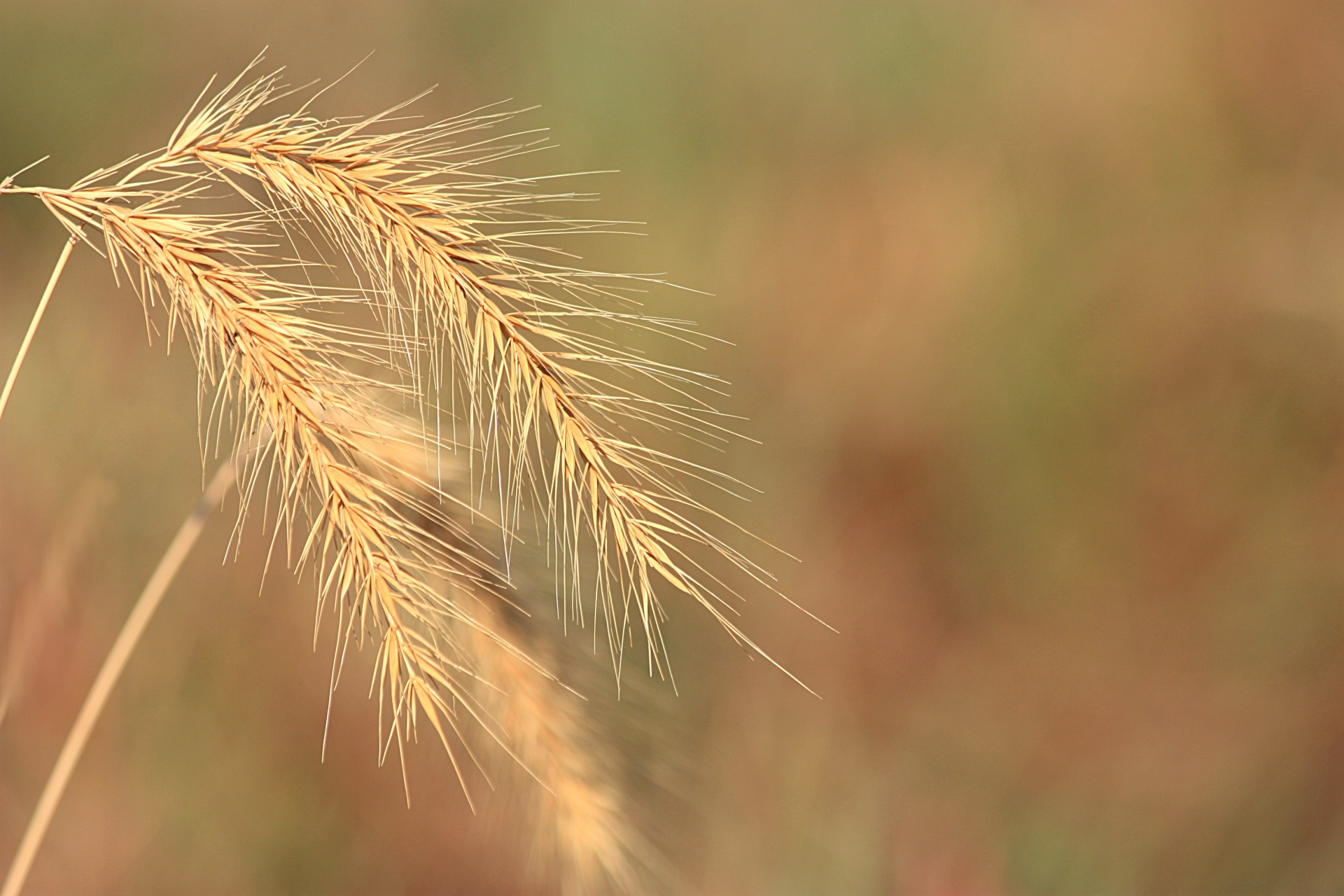 Пшеница однозернянка