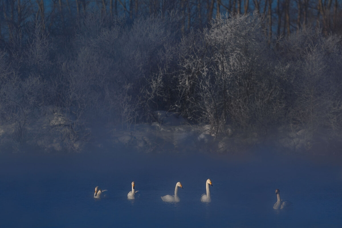 Лебединое озеро зимой