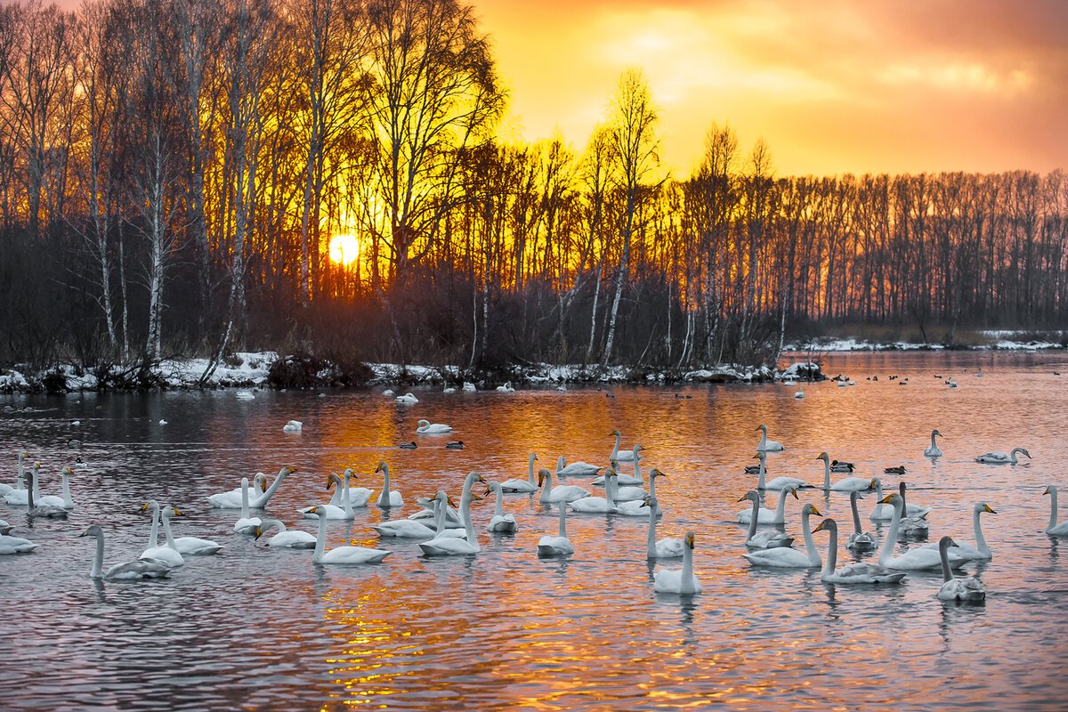 Лебединое озеро Алтайский край