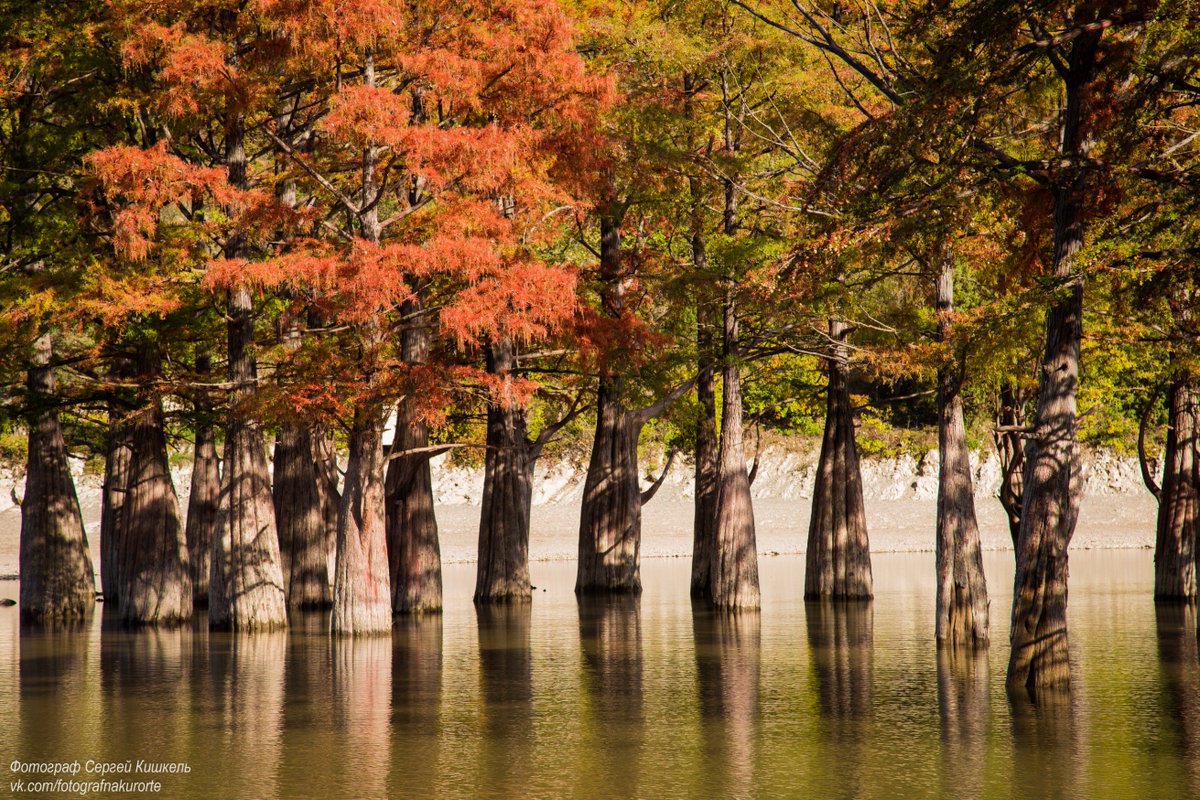 Сукко озеро с кипарисами осенью