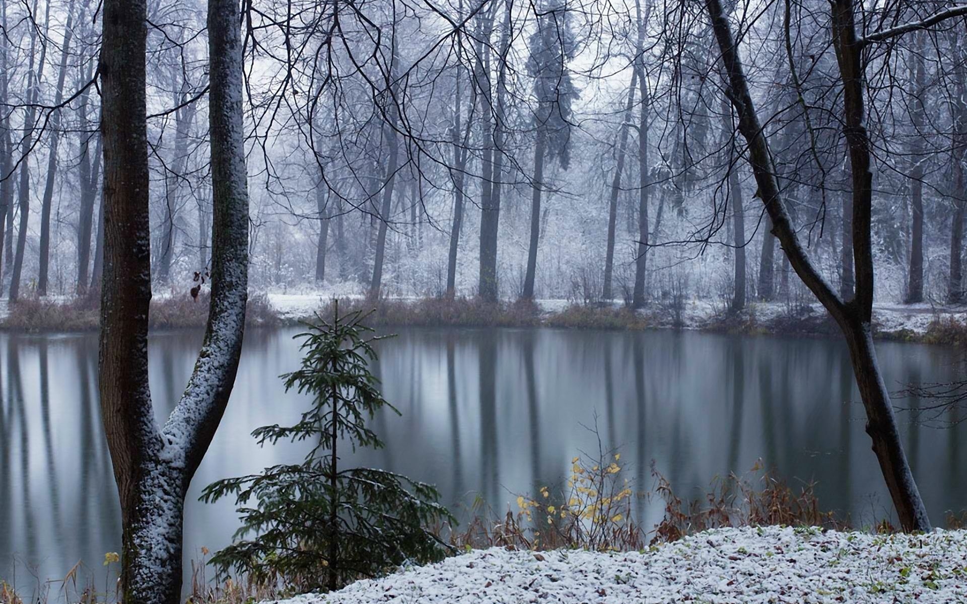 лесное озеро зимой