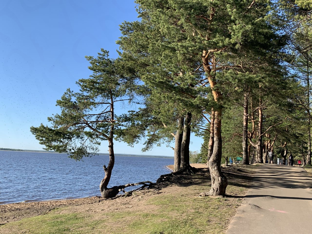 Озеро Сестрорецкий разлив (Курортный район)