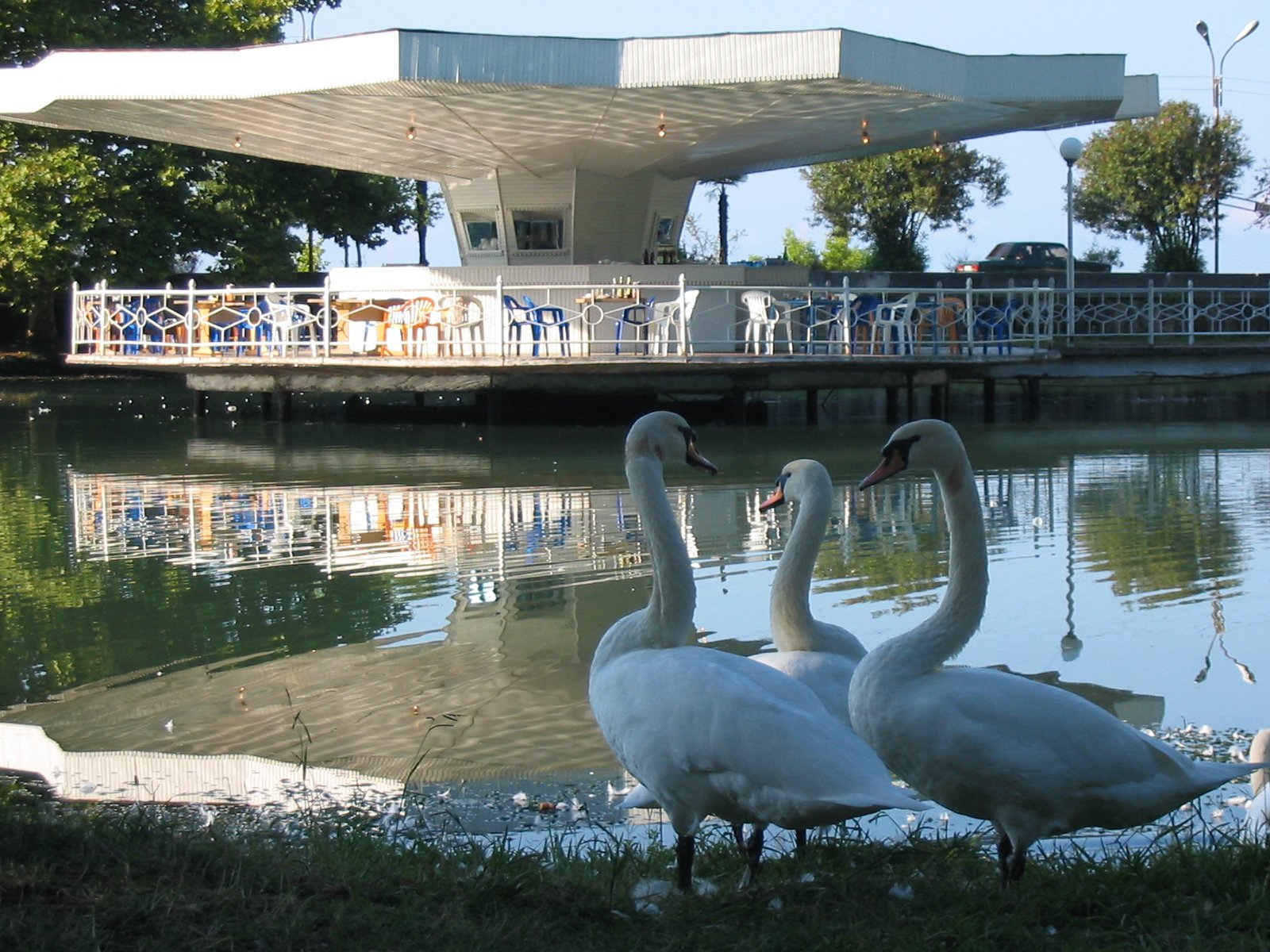 Приморский парк с лебедями новый Афон