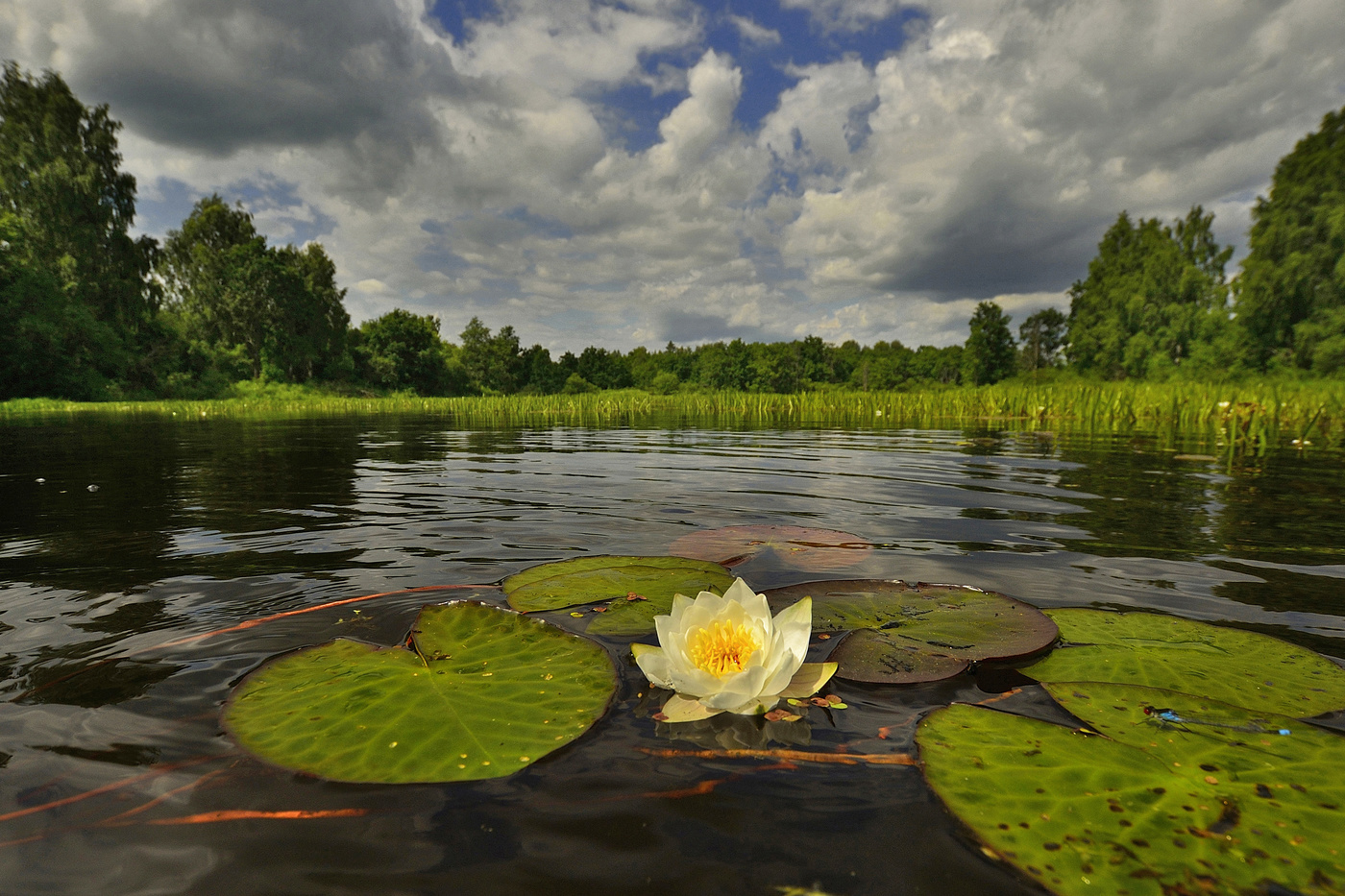лилия колдовское озеро