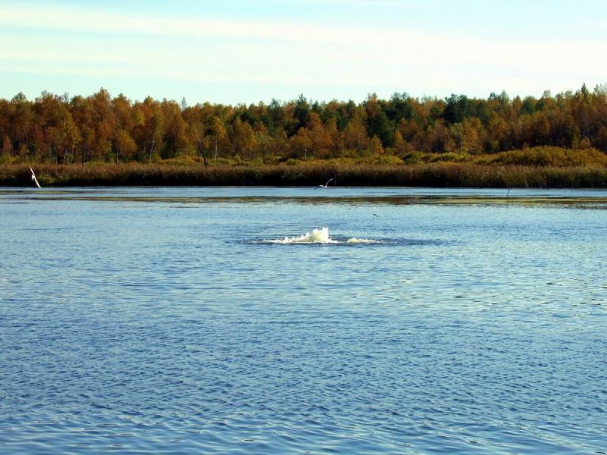 Озеро Сомино Ярославская область