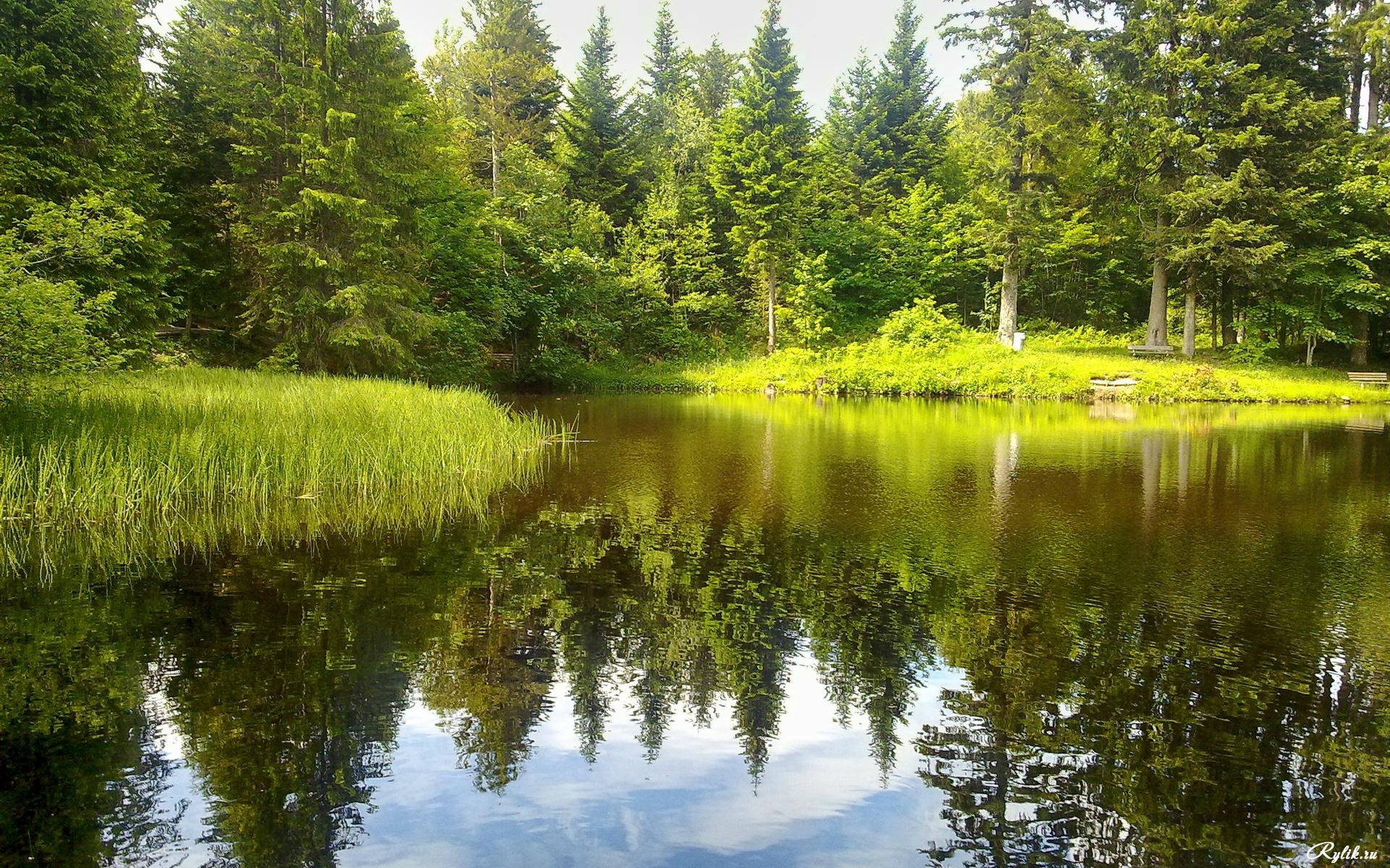 красивое озеро в лесу